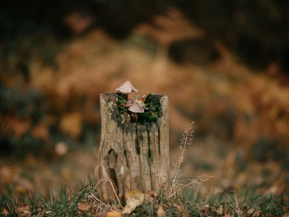 un petit champignon posé sur une souche en bois