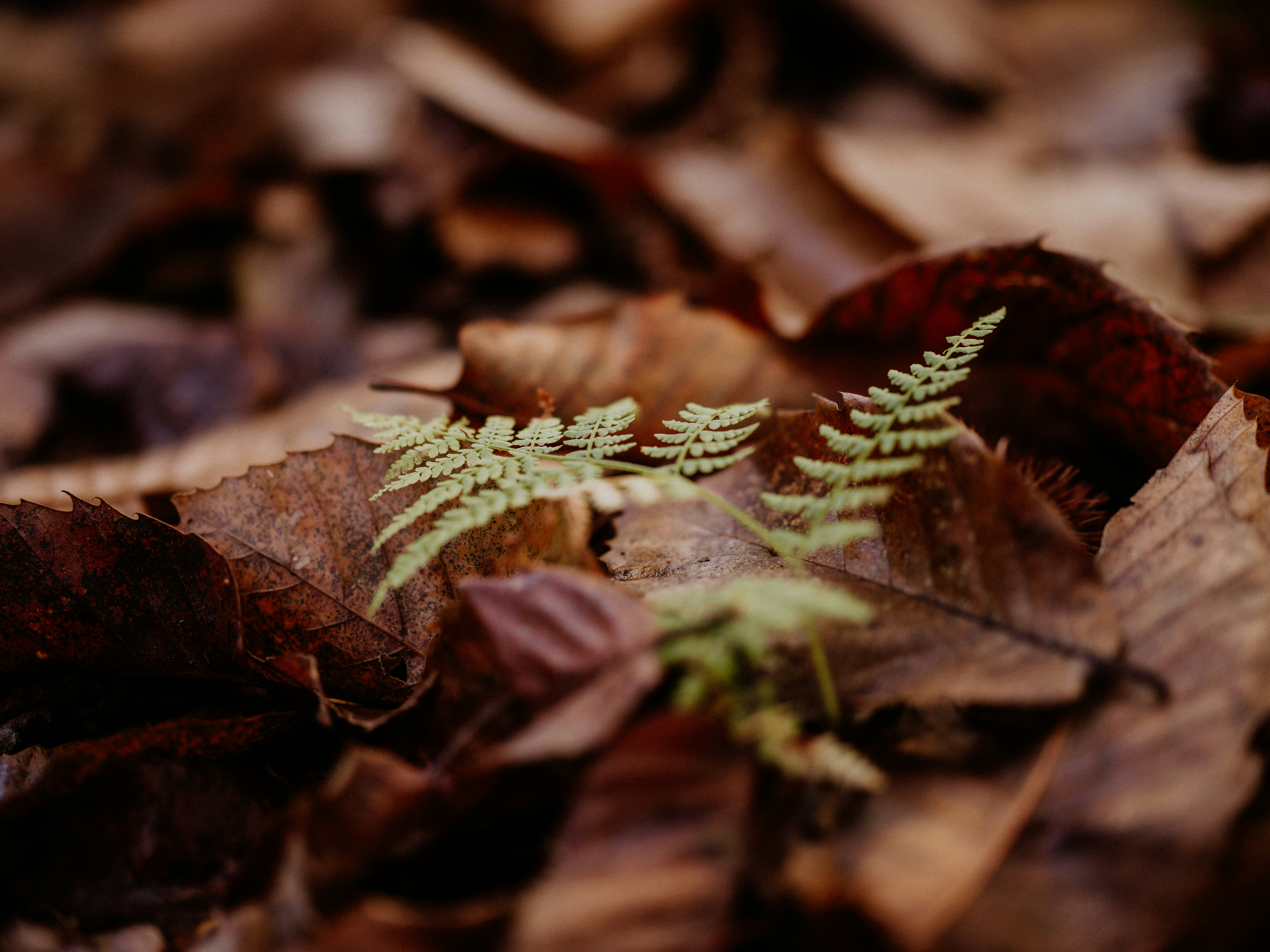 Photo by anniespratt