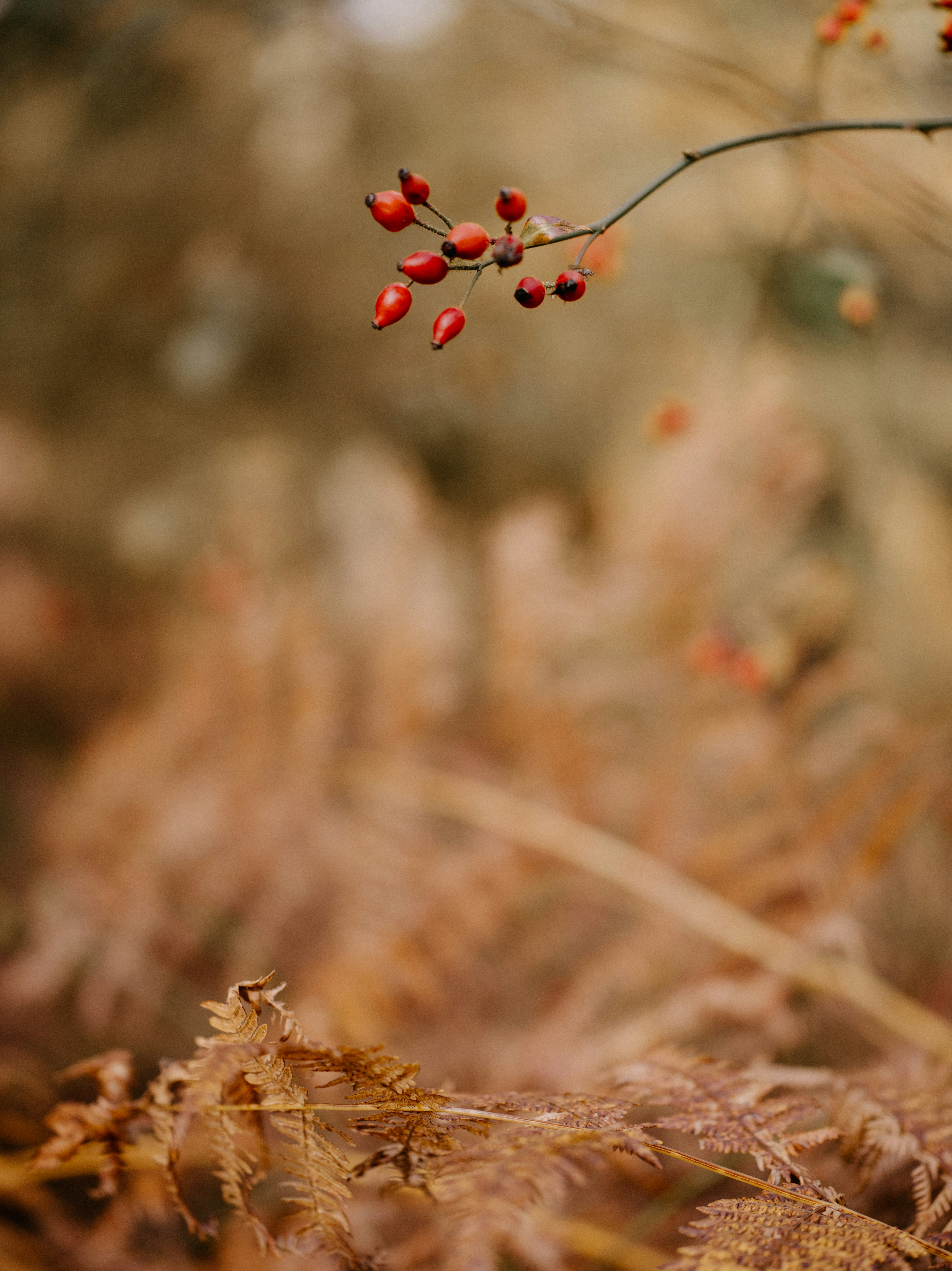 Photo by anniespratt