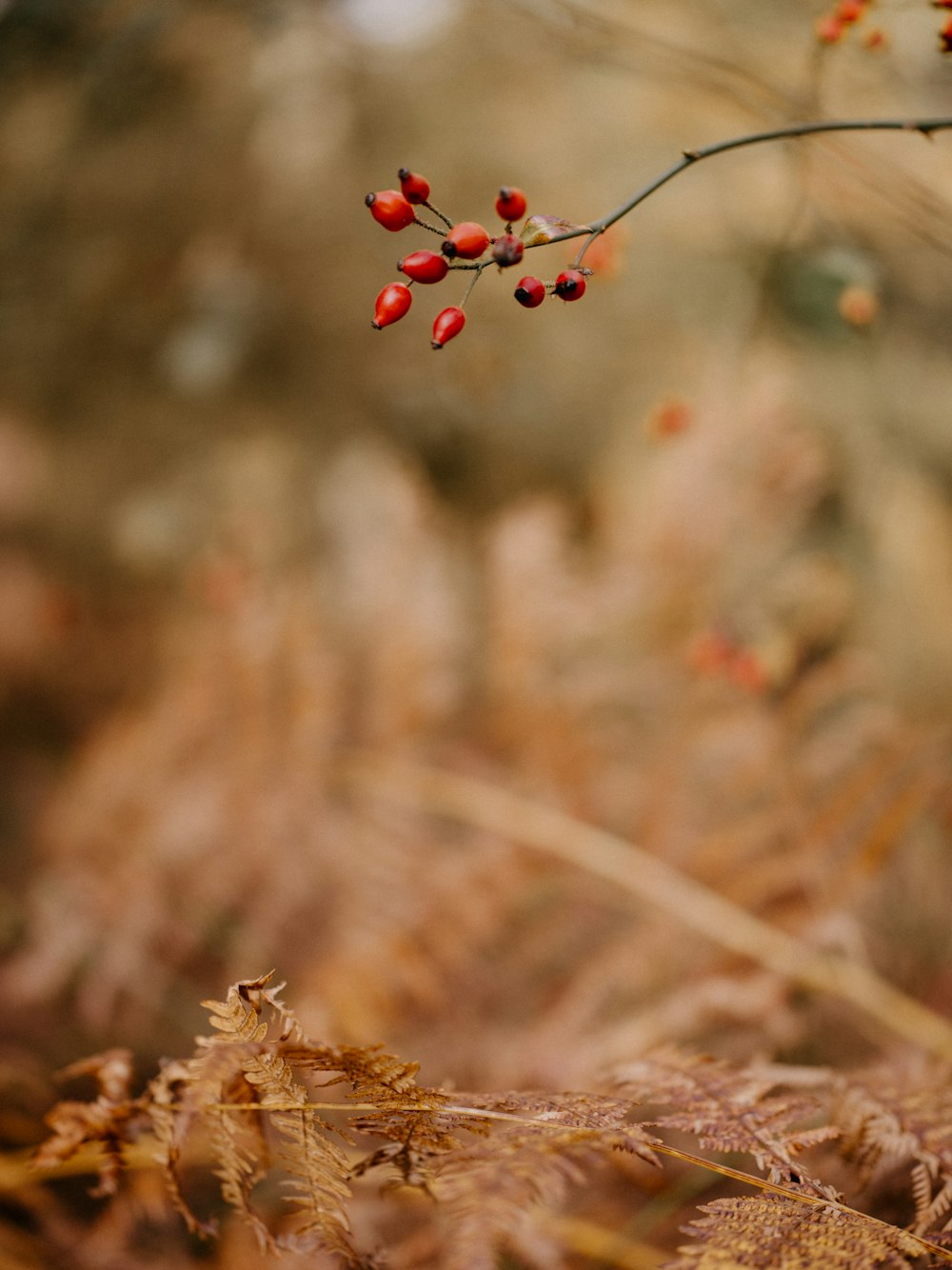 a branch with red berries hanging from it