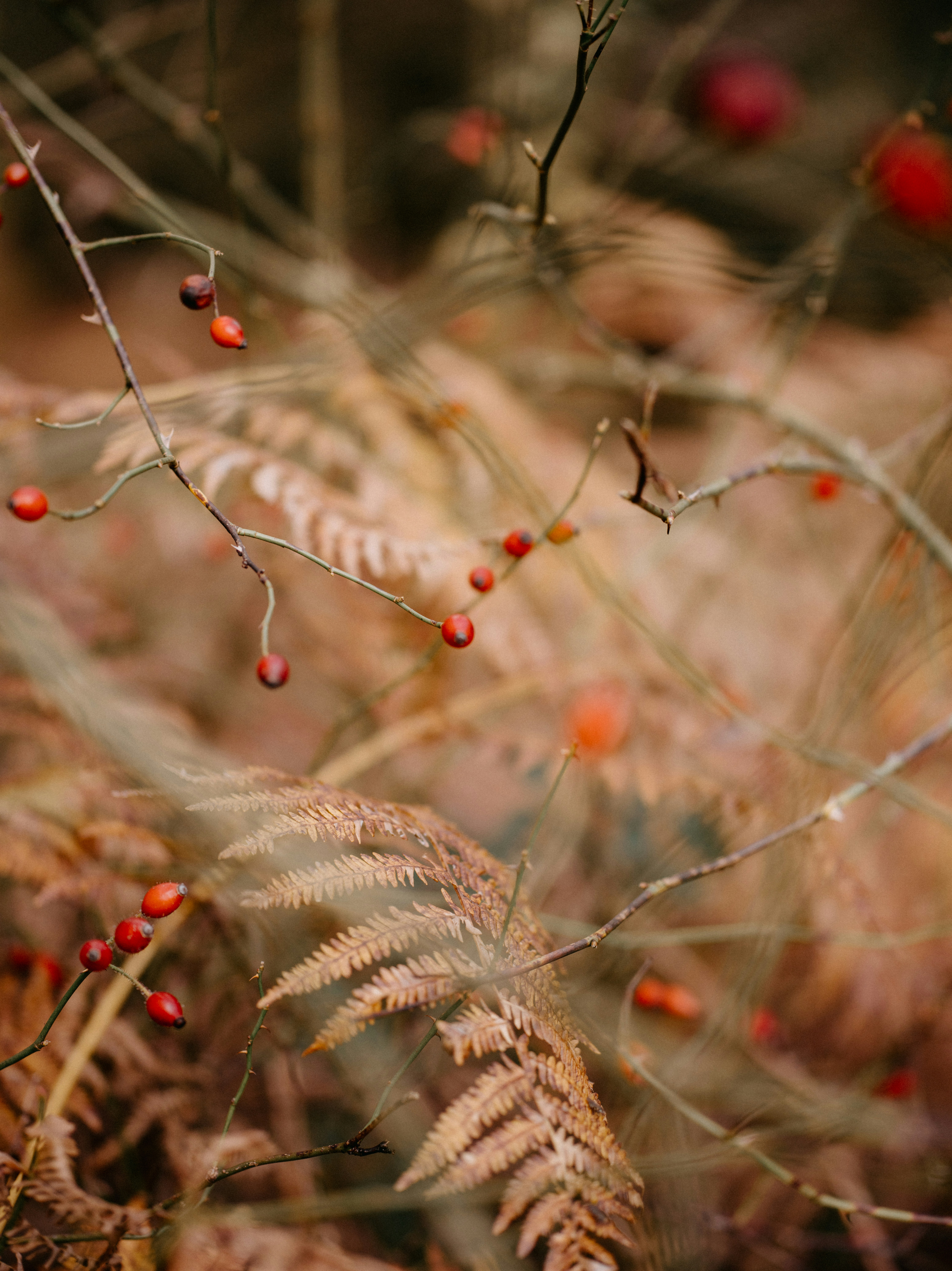 Photo by anniespratt