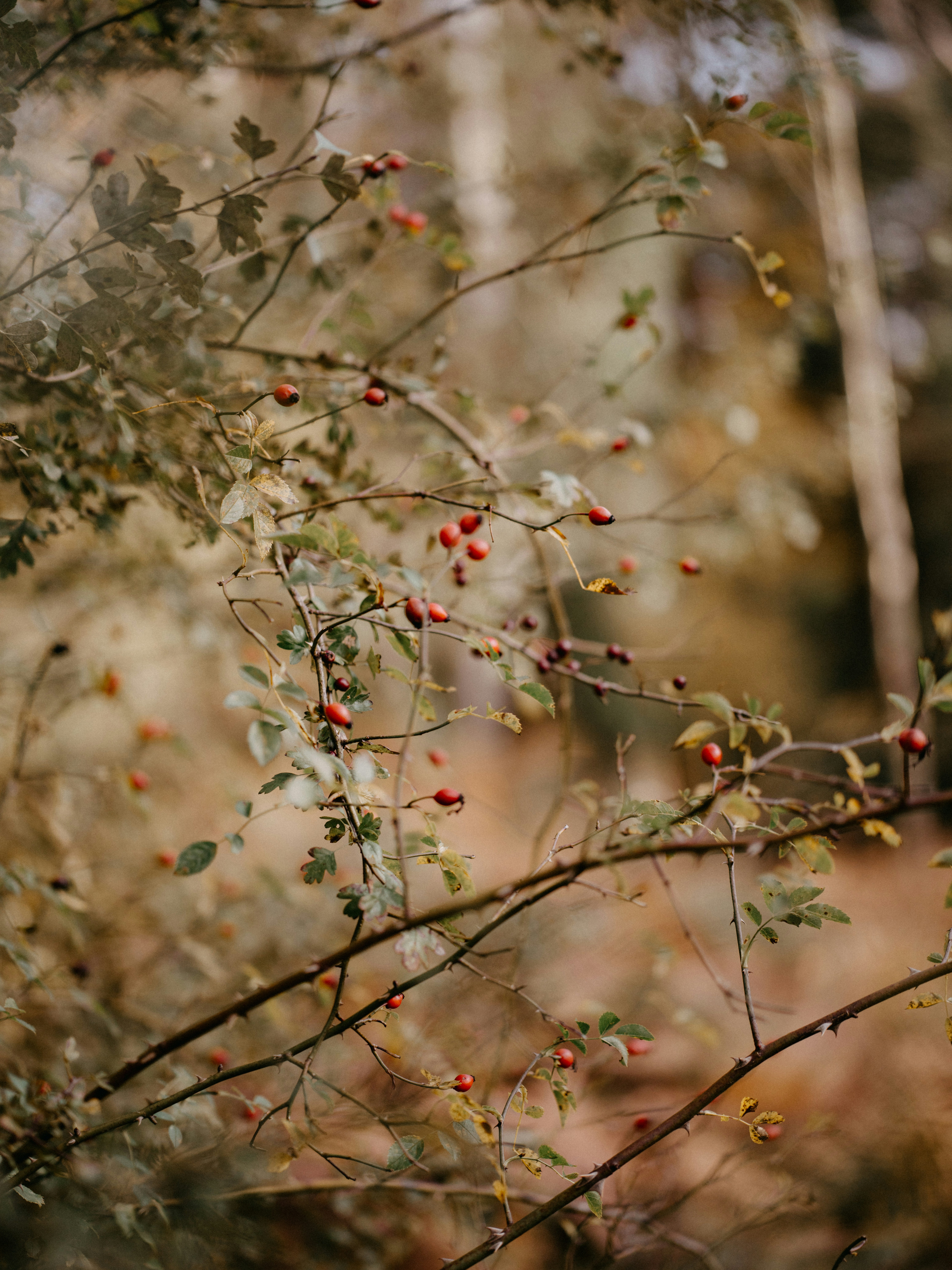 Photo by anniespratt