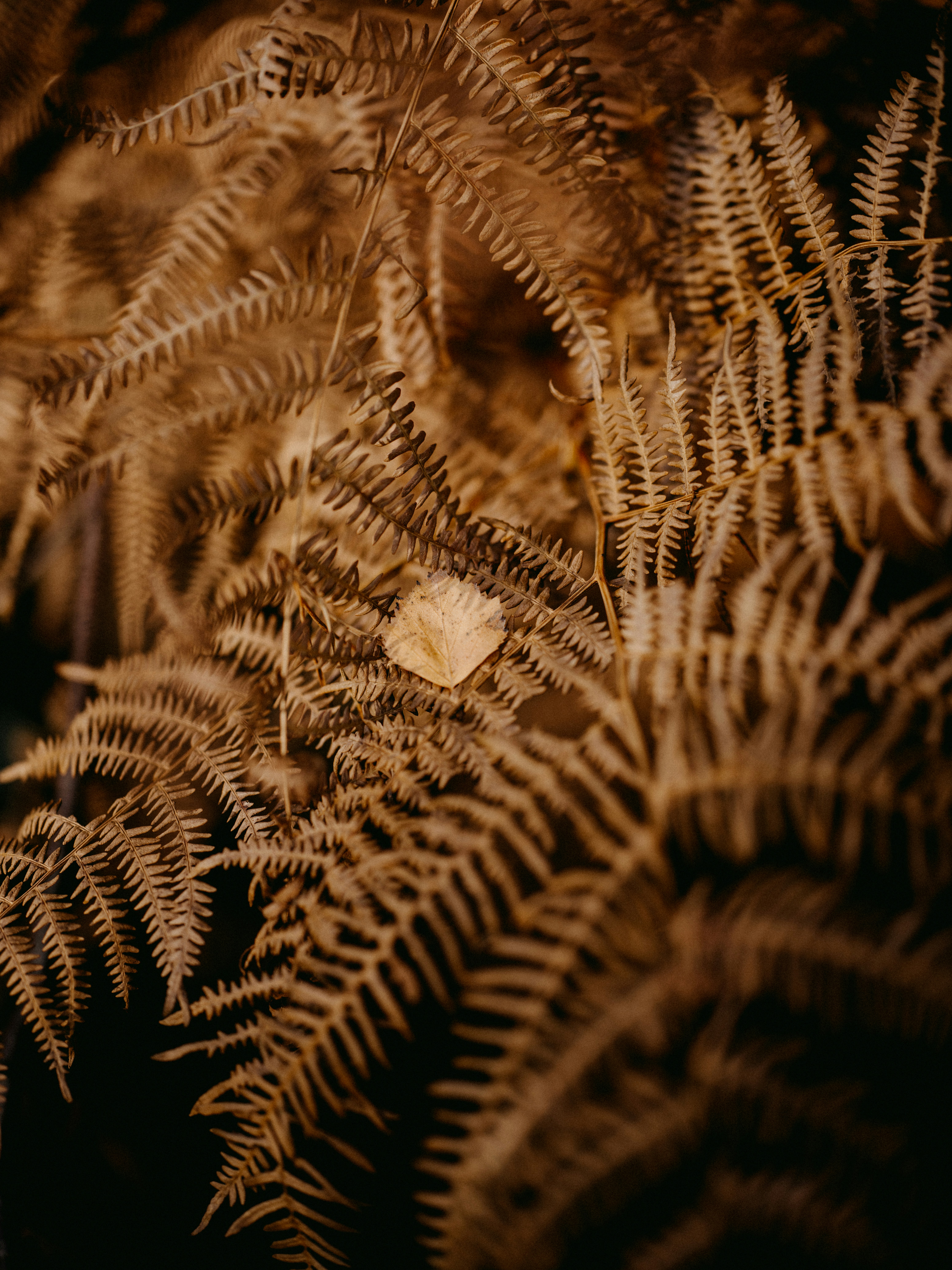 Photo by anniespratt