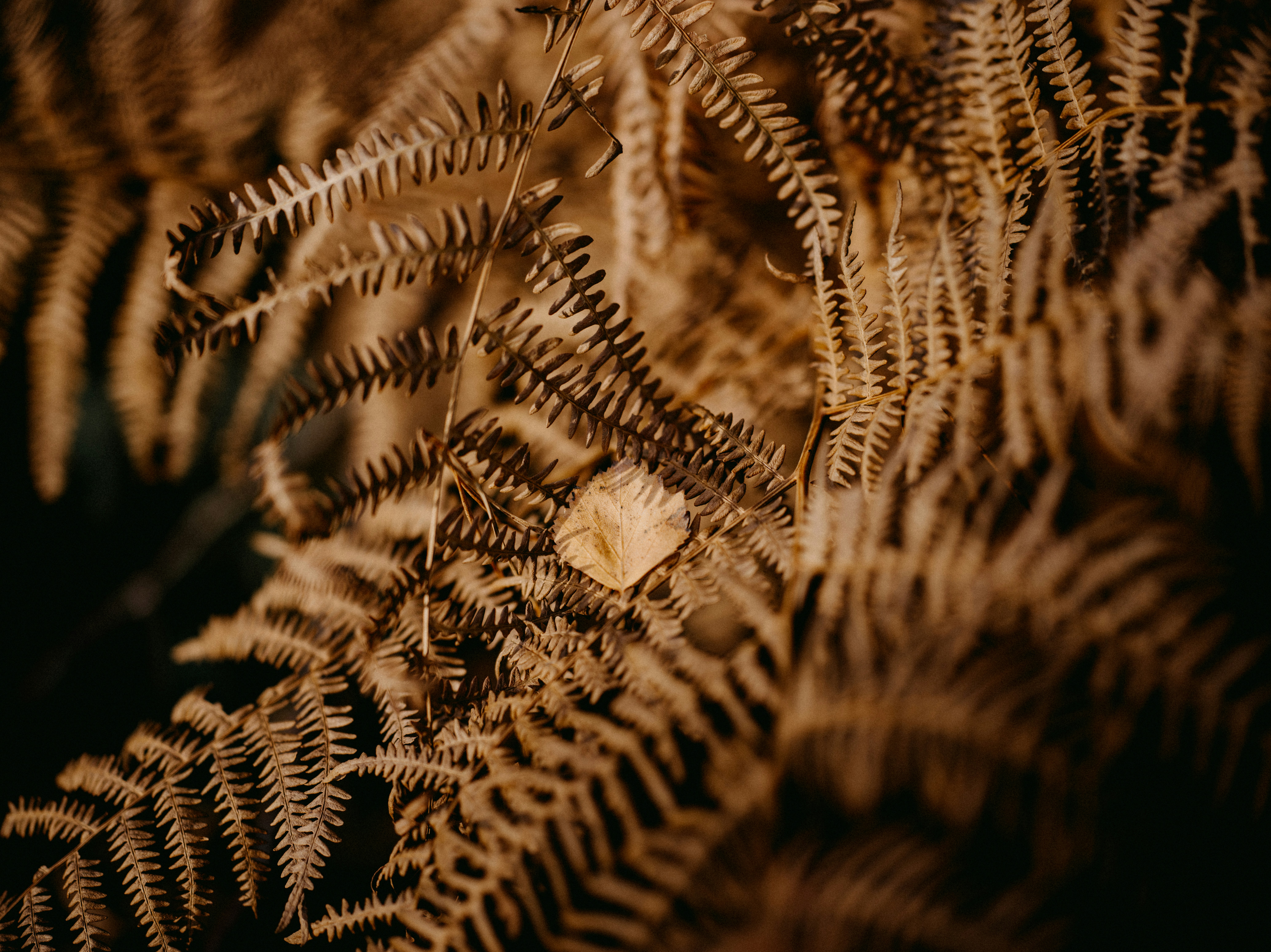 Photo by anniespratt