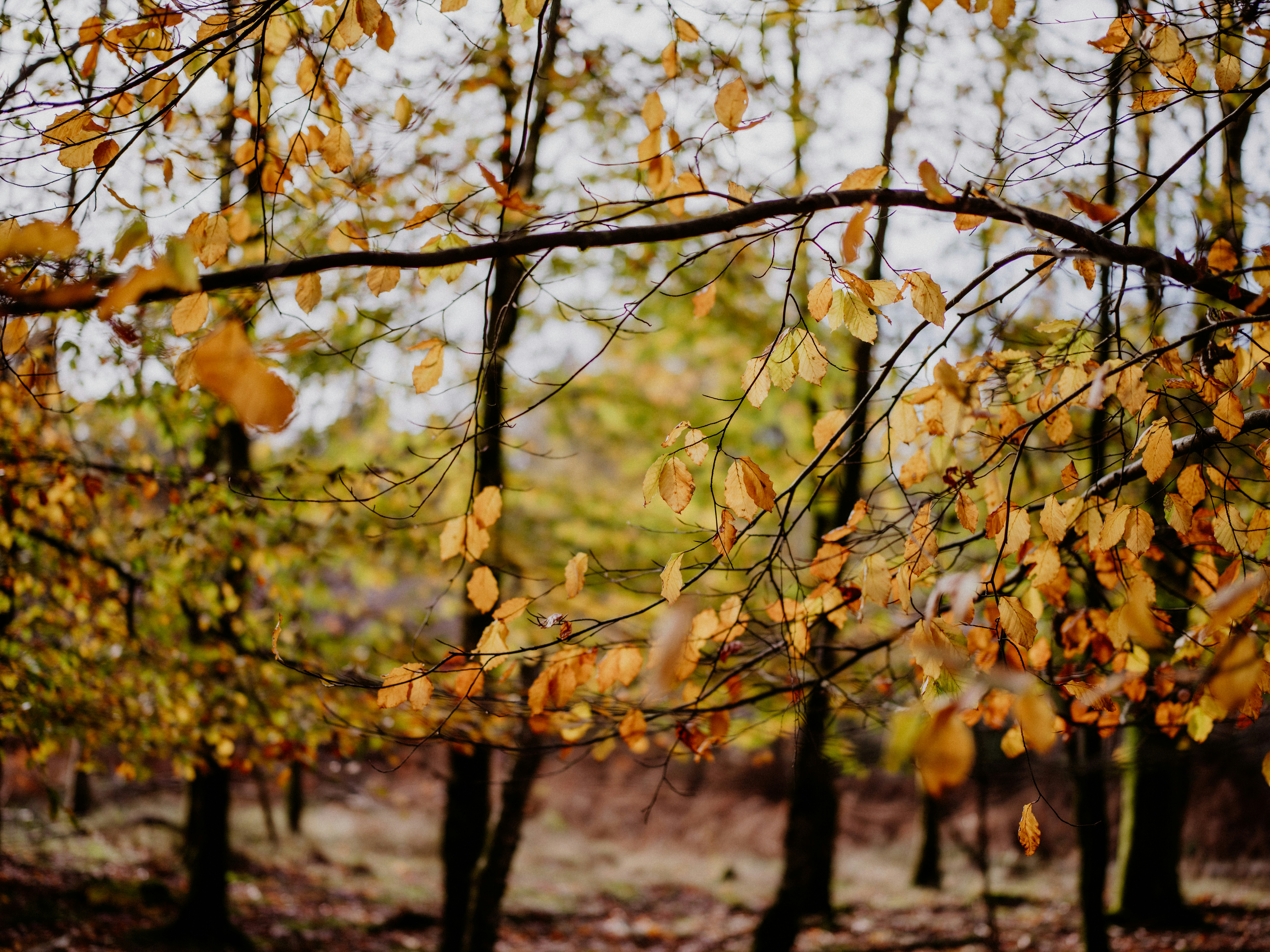 a group of trees with yellow leaves on them