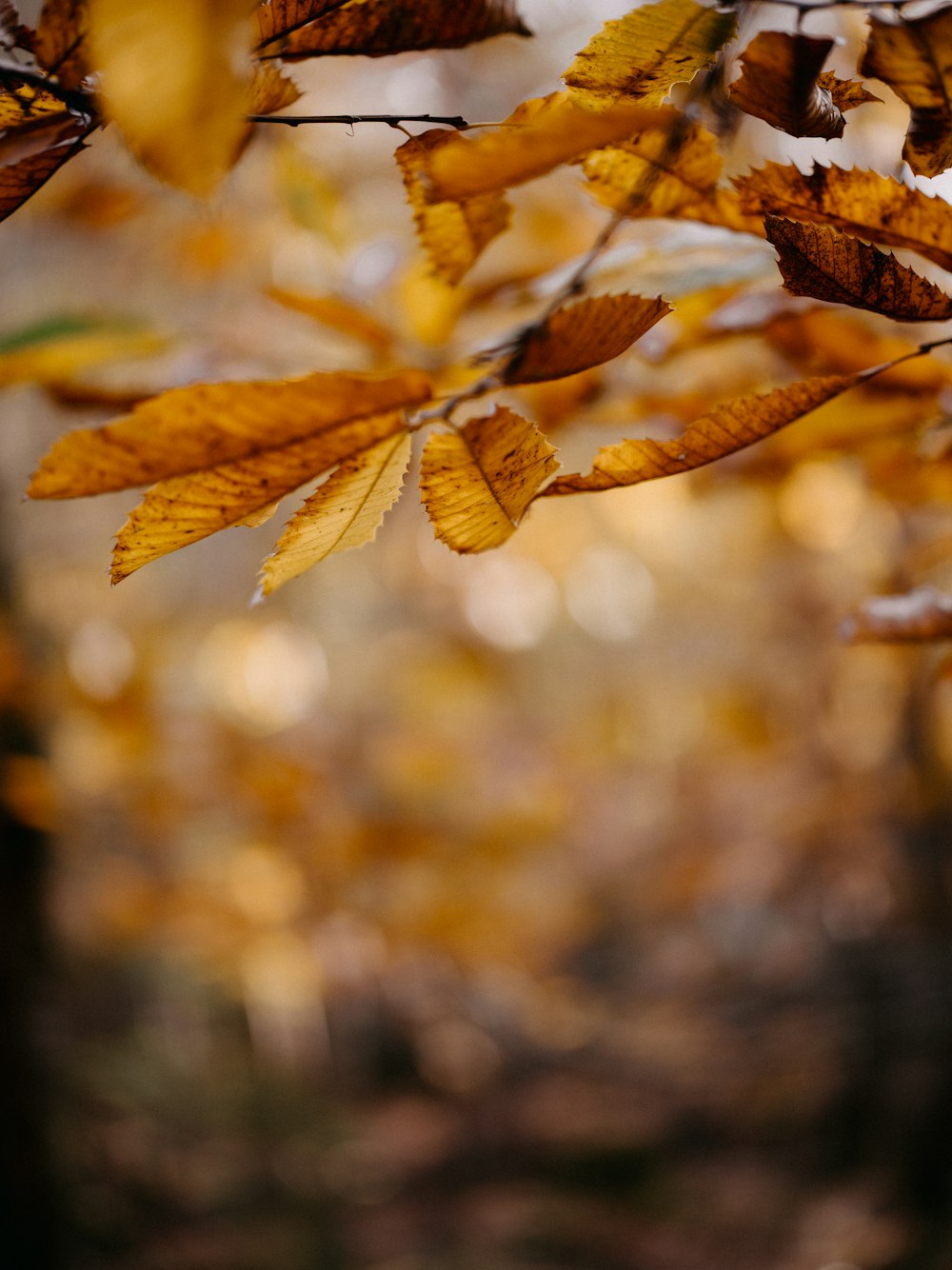 a close up of a tree with yellow leaves