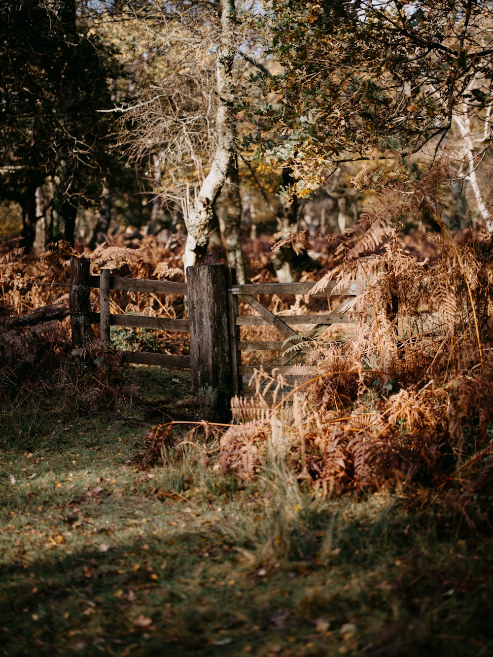 a wooden gate in the middle of a forest