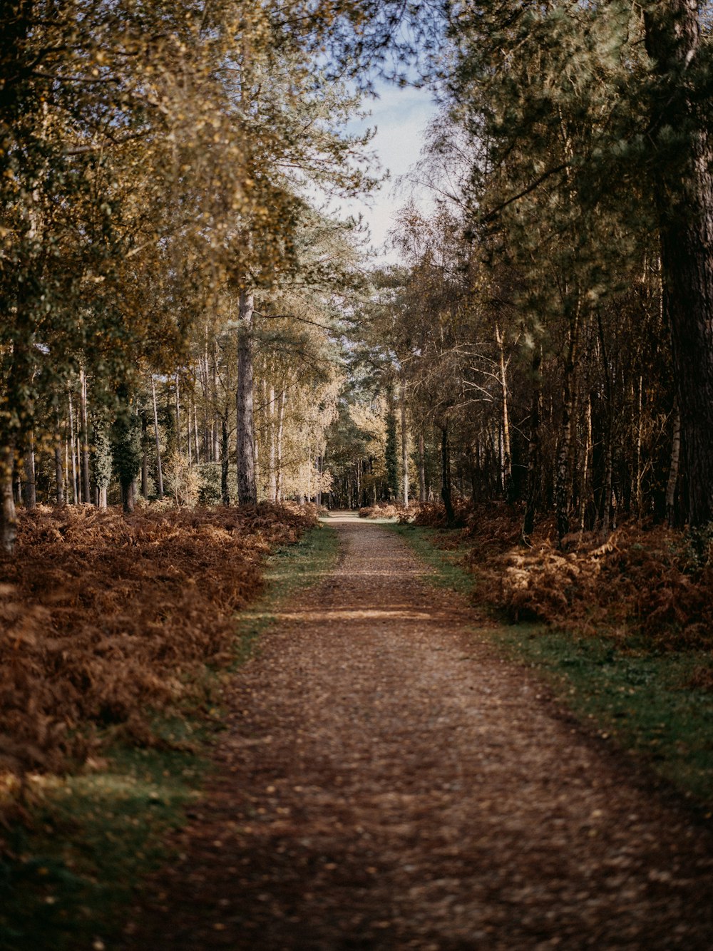 Un chemin de terre au milieu d’une forêt