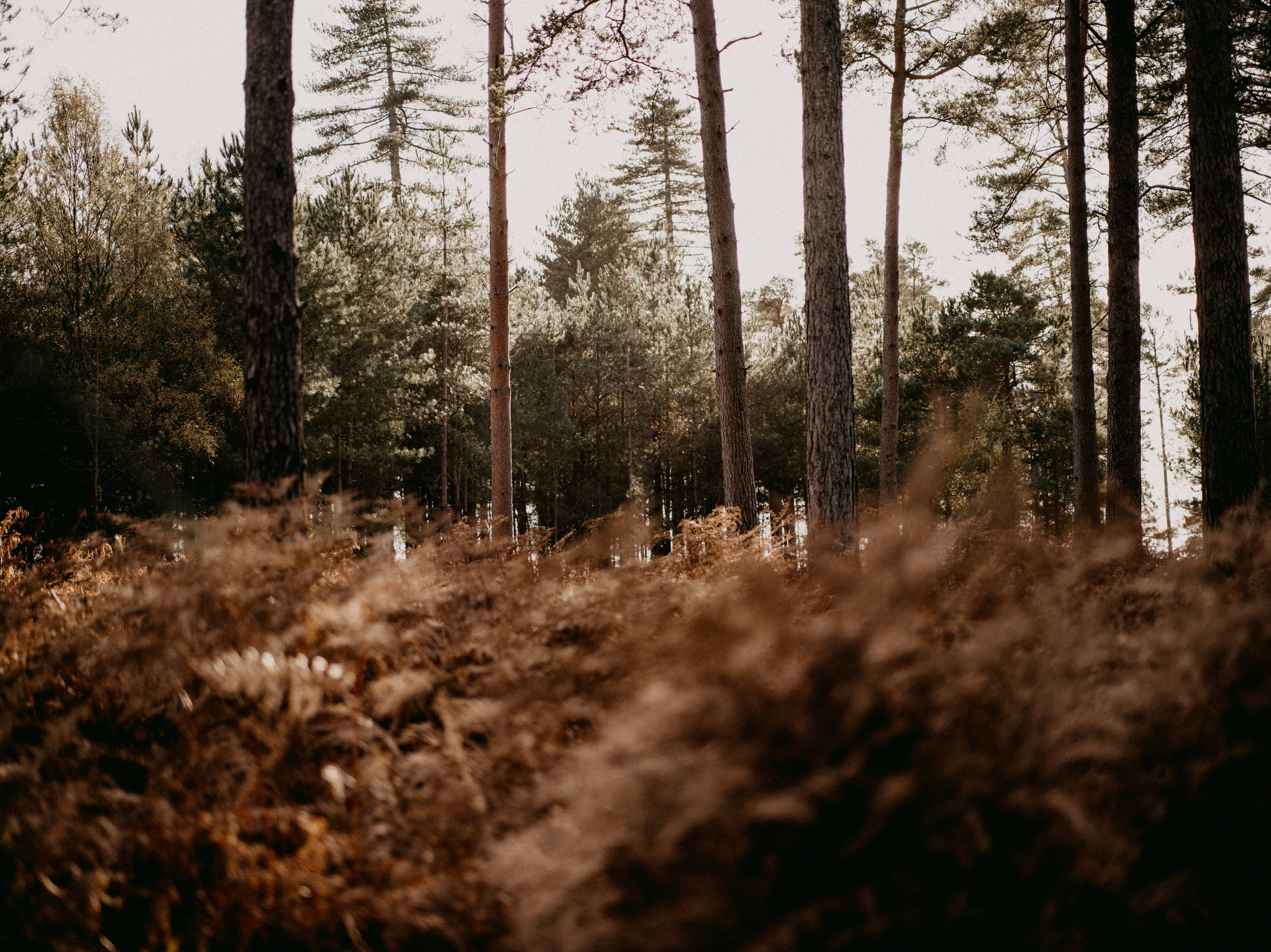 Photo by anniespratt