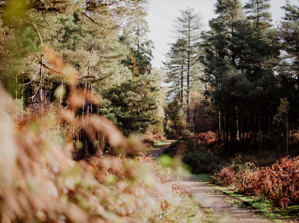 a dirt road in the middle of a forest