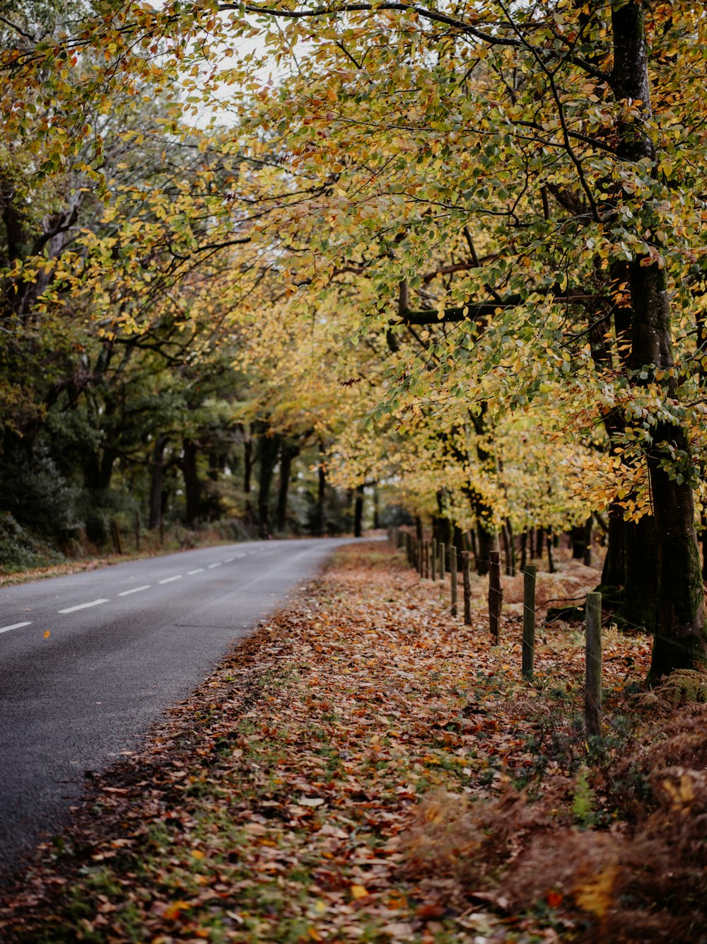 a tree lined road with lots of leaves on the ground