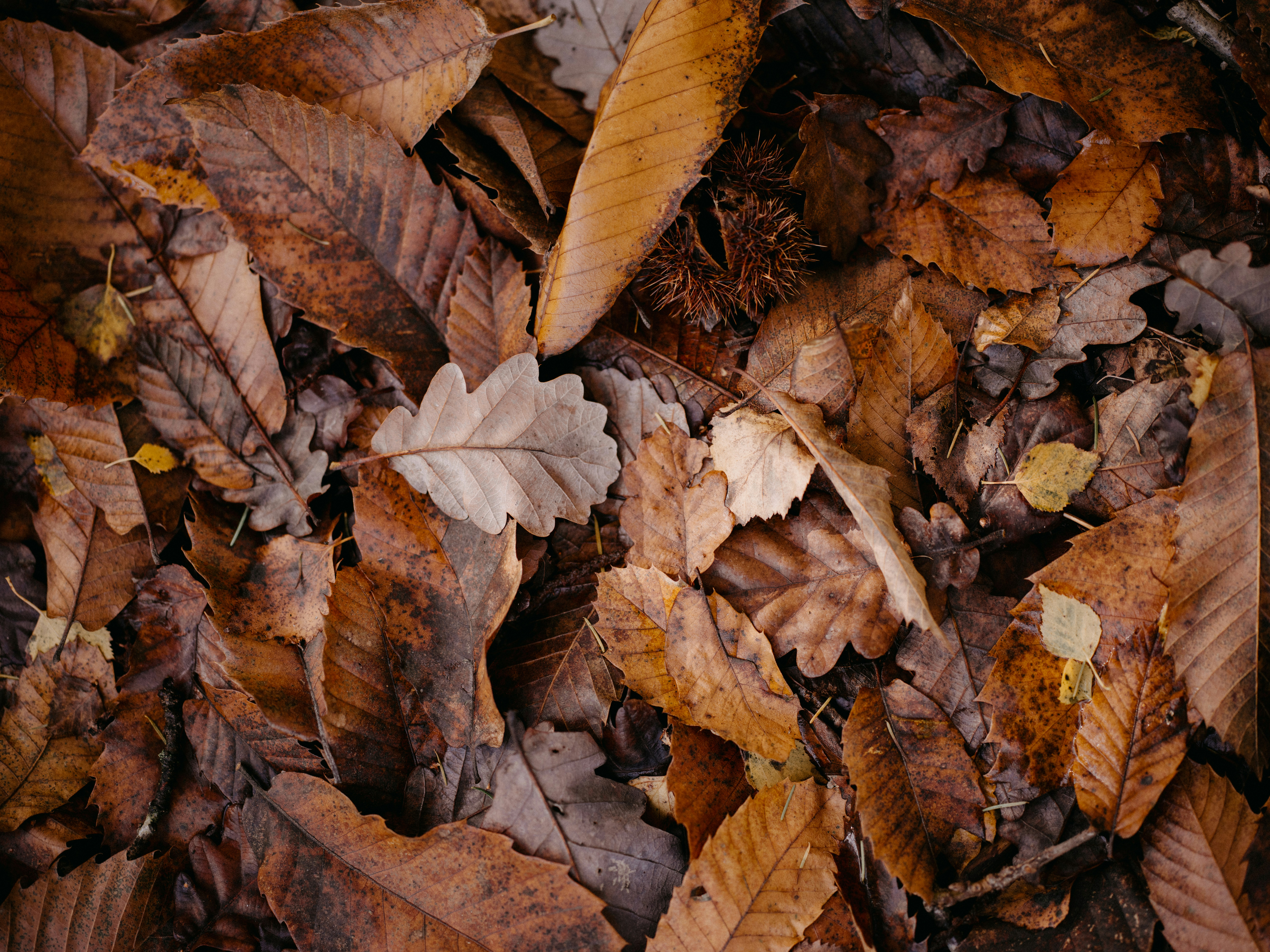 Photo by anniespratt