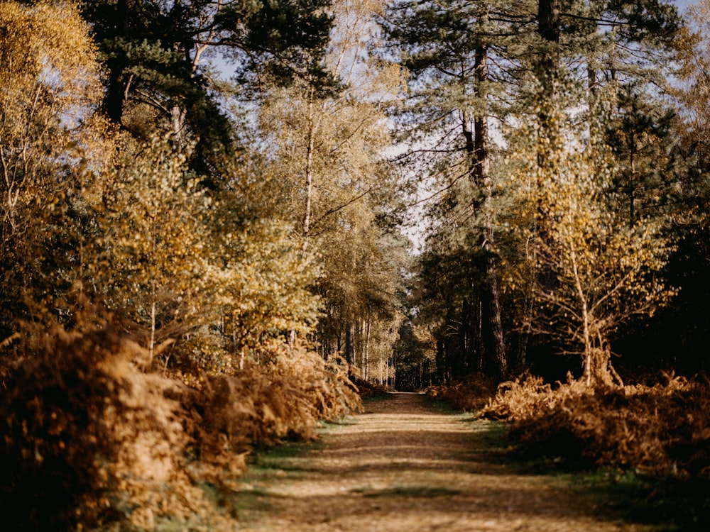 a dirt road in the middle of a forest