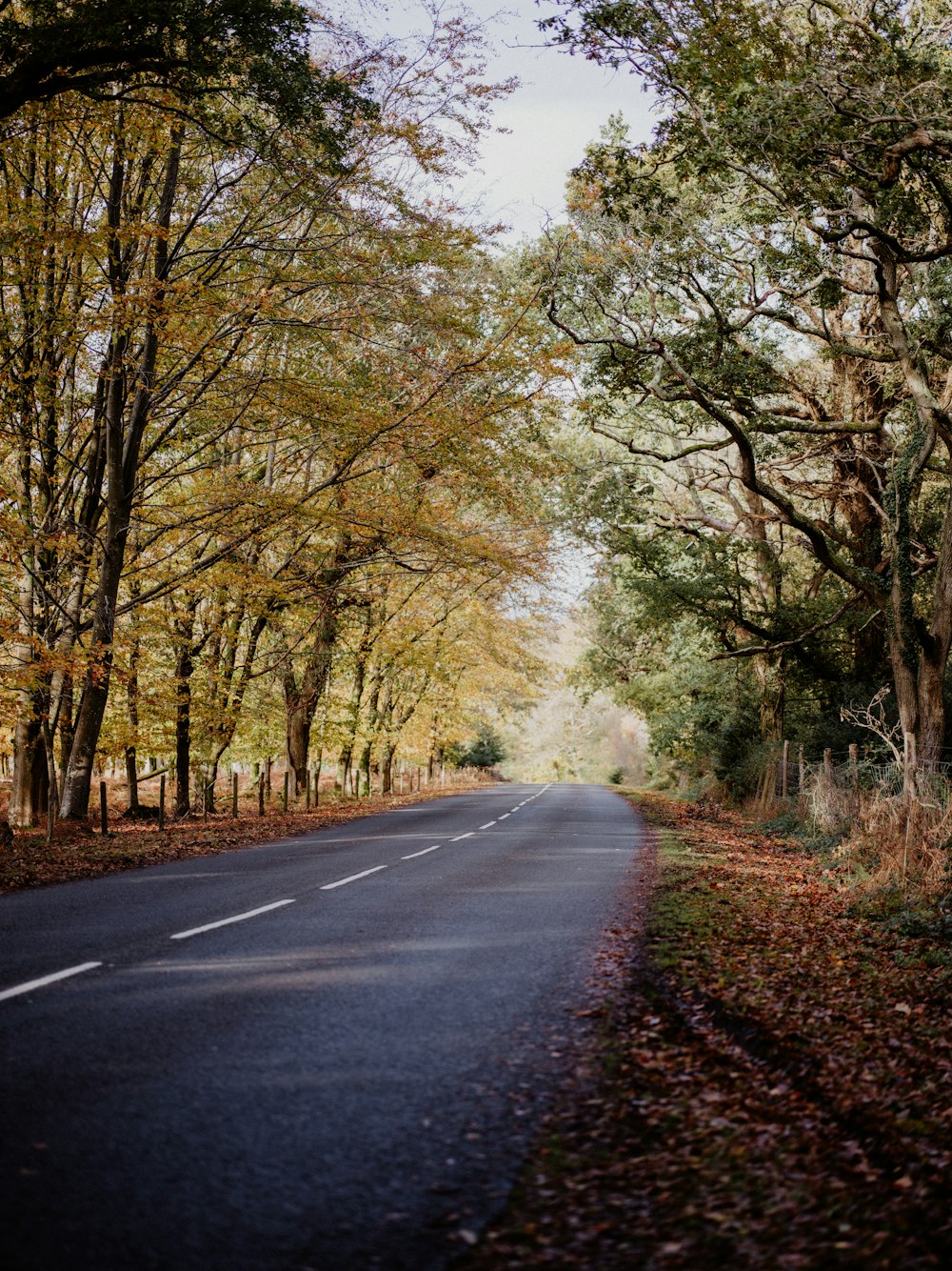 an empty road surrounded by trees and leaves