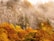 A mountainside covered in dense, colorful autumn foliage with shades of orange, yellow, and red. Mist hangs in the air, partially obscuring the rocky cliff face and the tops of evergreen trees.