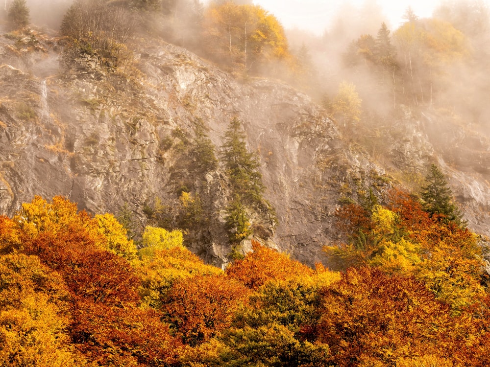 Ein Berg, der mit vielen Bäumen bedeckt ist, die in Nebel gehüllt sind