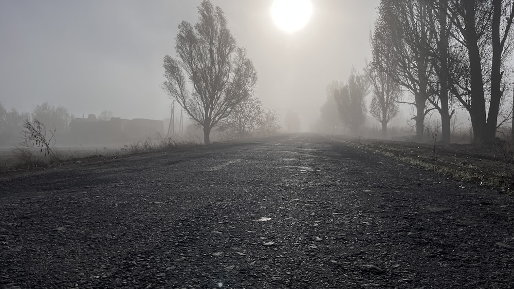 a foggy road with trees on both sides