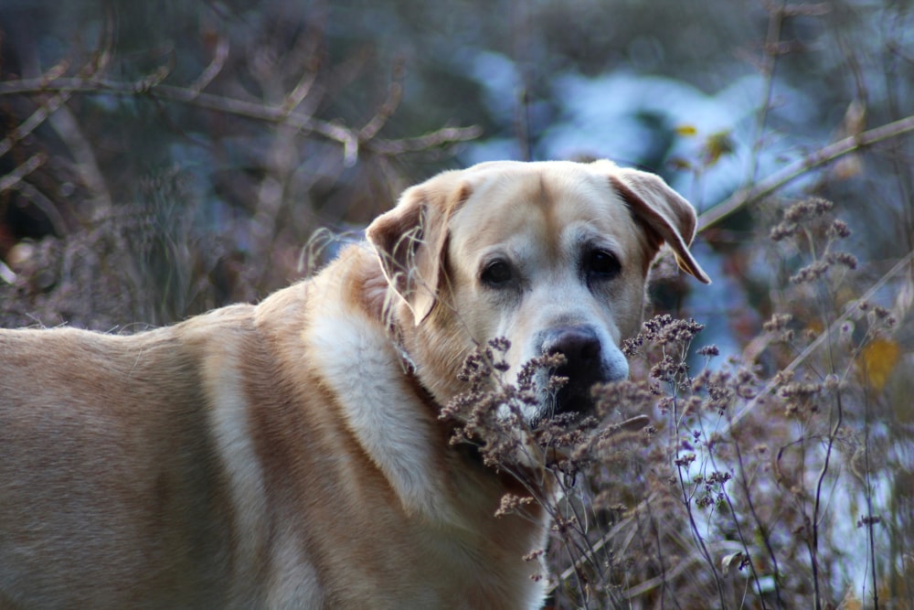 a dog standing in a field of dry grass