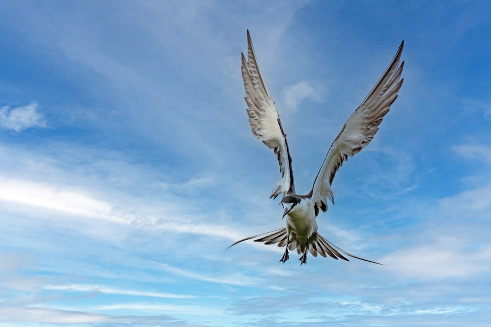 a seagull flying through the air with its wings spread