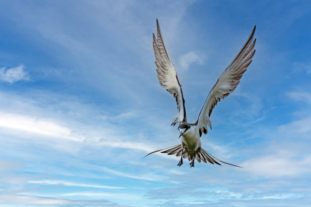 una gaviota volando por el aire con las alas extendidas