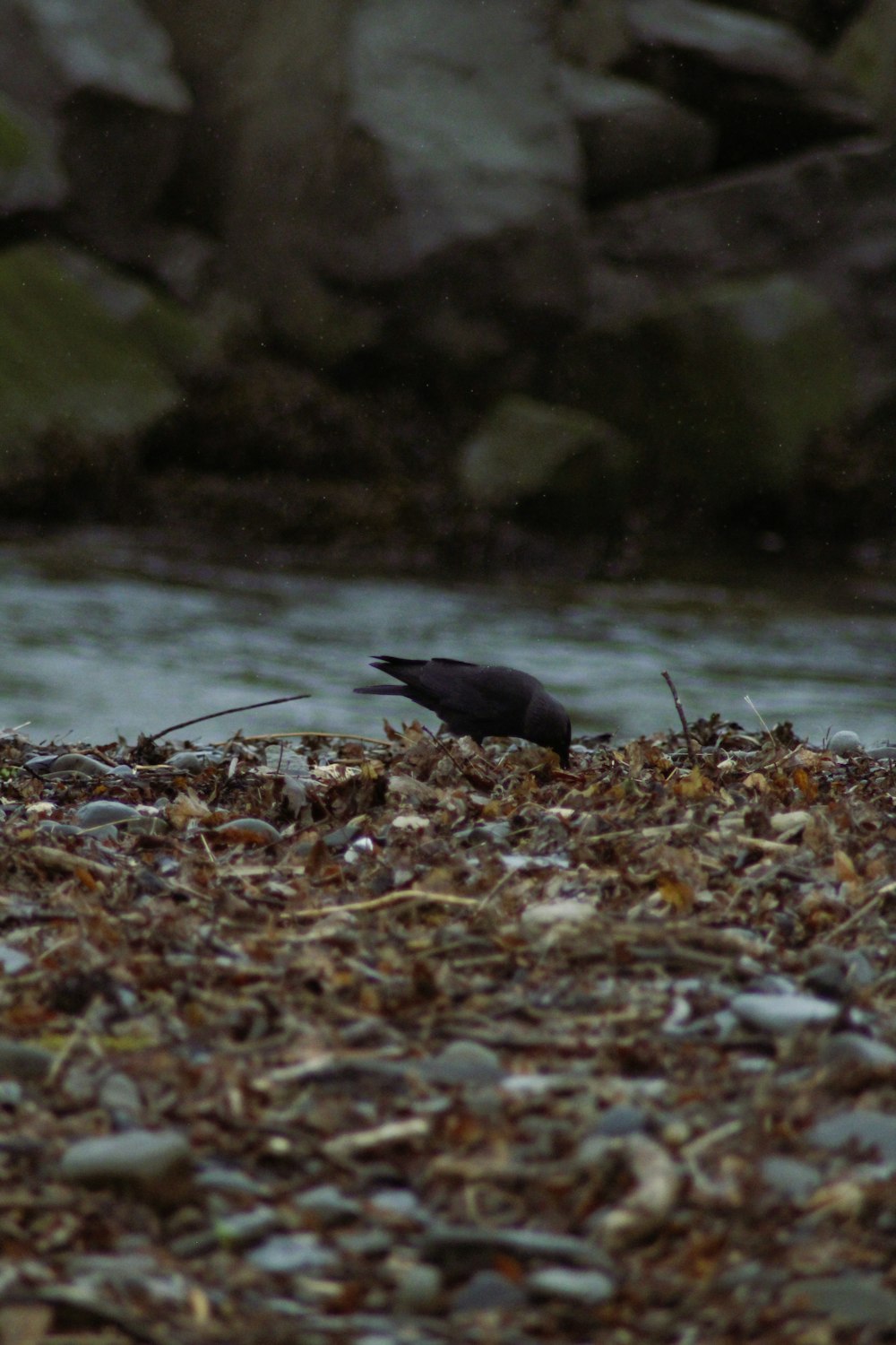 a bird is standing on the ground near the water