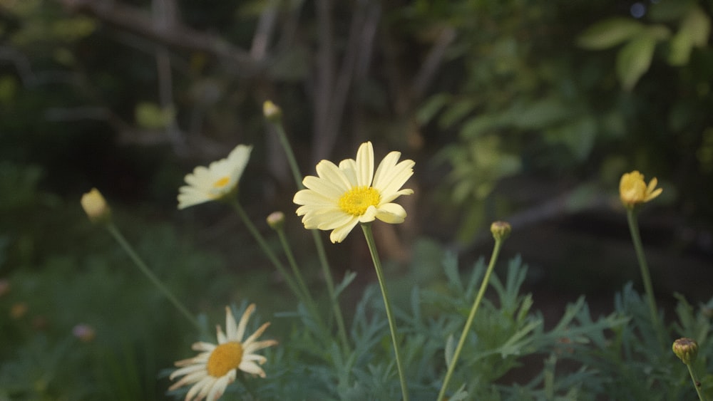 a bunch of flowers that are in the grass