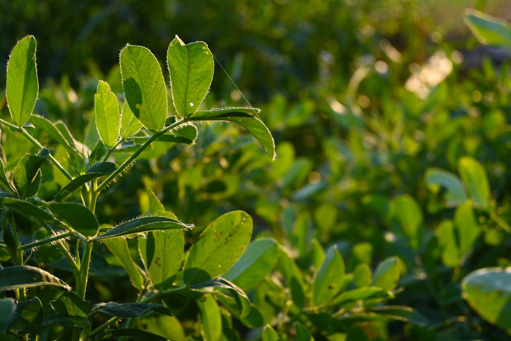 a close up of a green plant with leaves