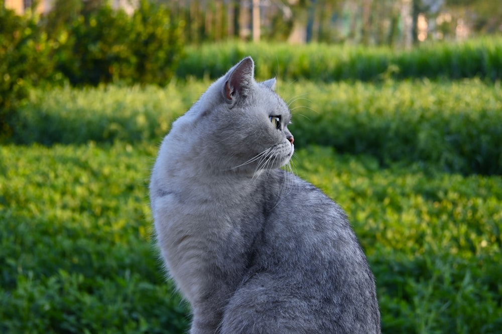 a gray cat sitting on top of a lush green field