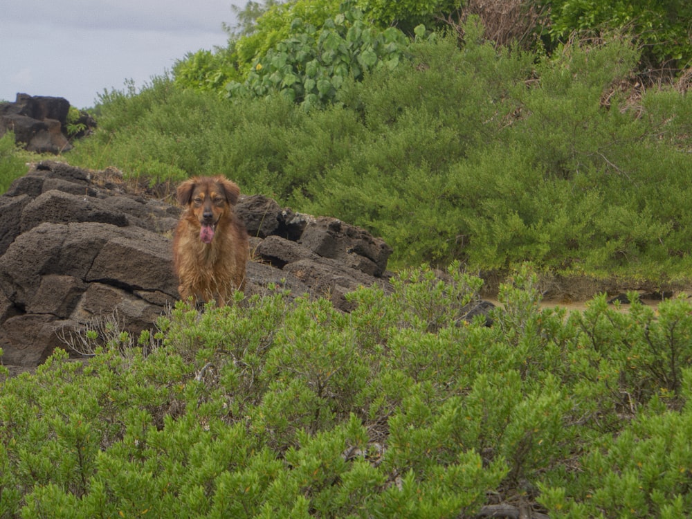 a brown dog standing on top of a lush green hillside