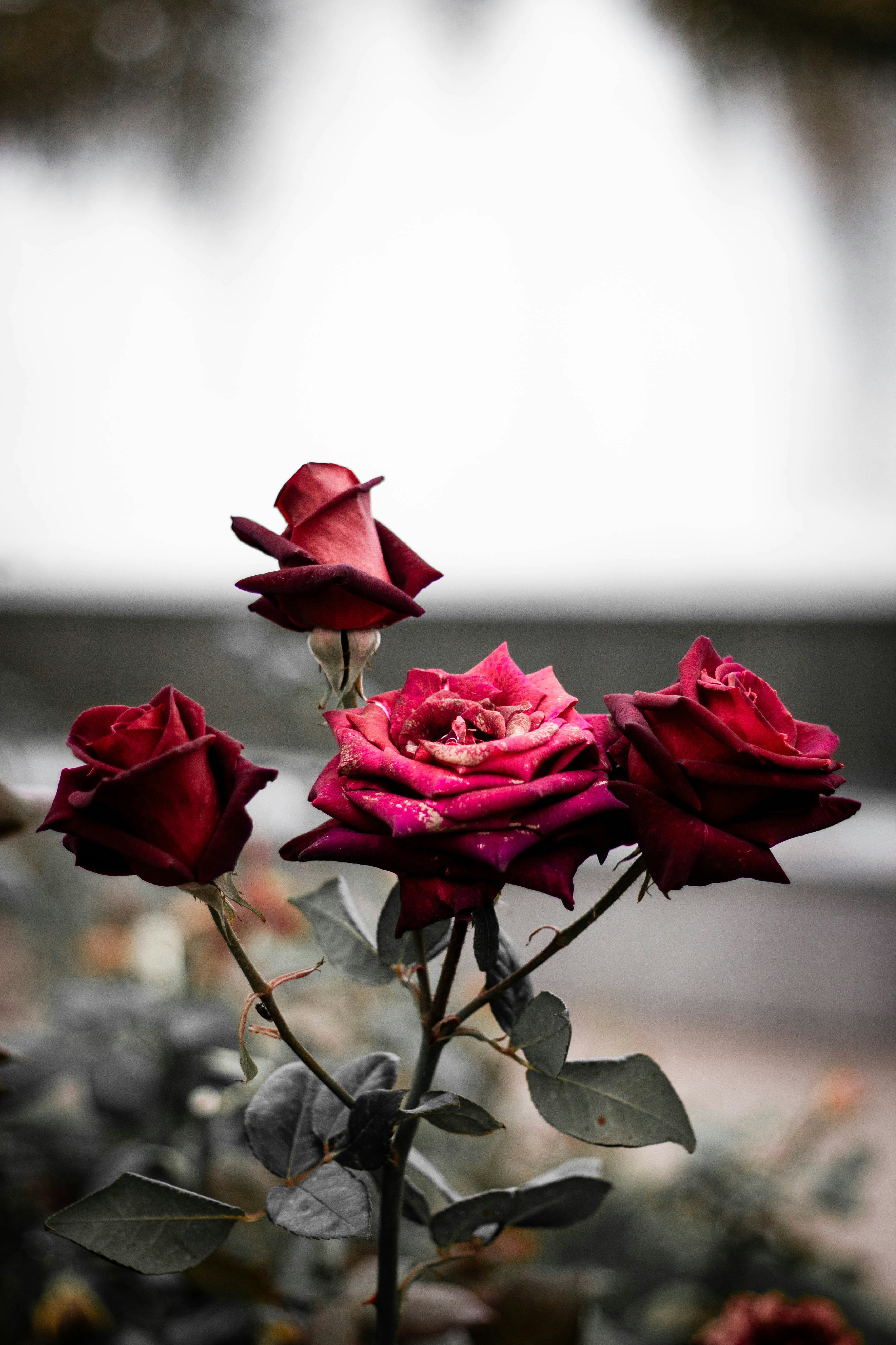 Photo by irarybcko