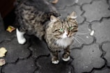 A fluffy tabby cat with striking green eyes stands on a dark cobblestone path. The cat has a white chest and paws, with its ears perked up and whiskers protruding prominently.