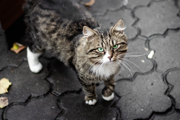 Un chat tigré tout doux aux yeux verts saisissants se tient sur un chemin pavé sombre.
