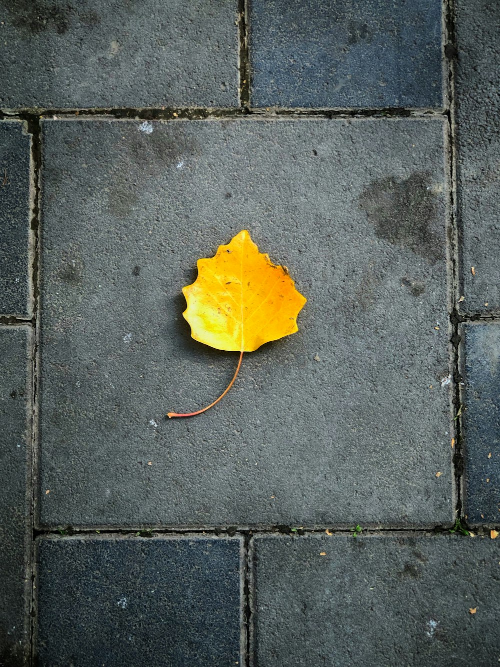 a single yellow leaf laying on the ground