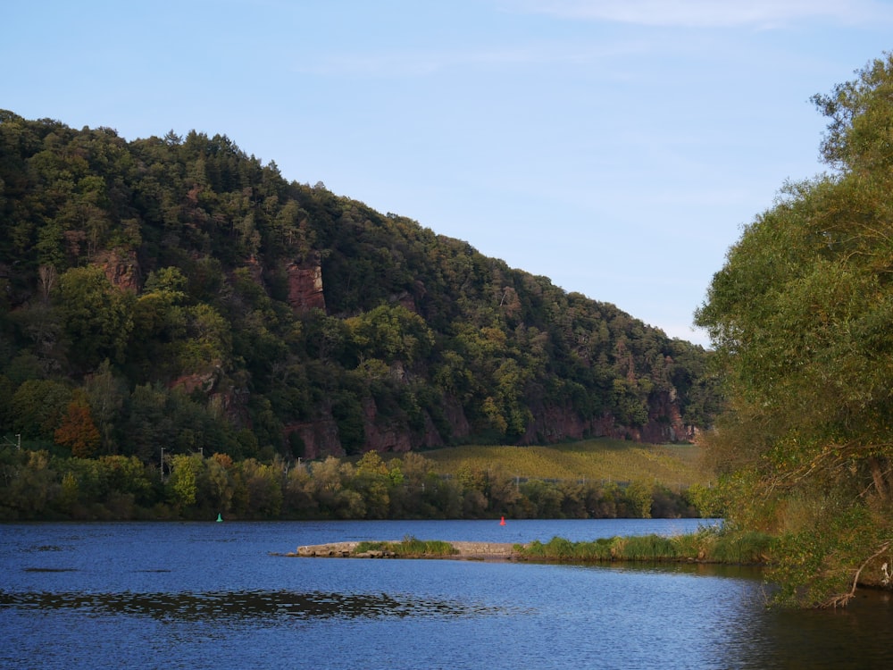 a body of water surrounded by a forest