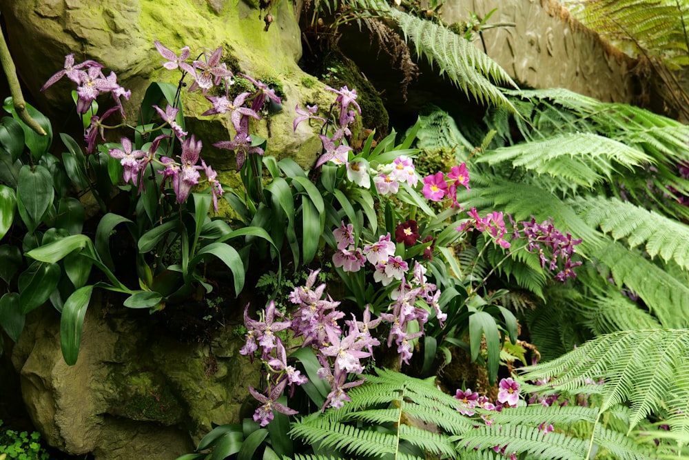 a bunch of flowers that are by some rocks