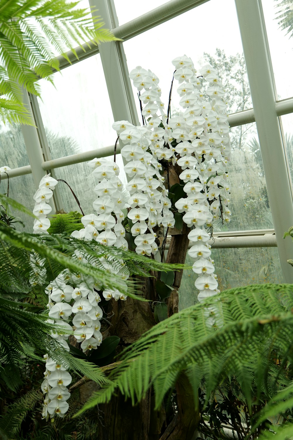 una gran flor blanca en una casa verde