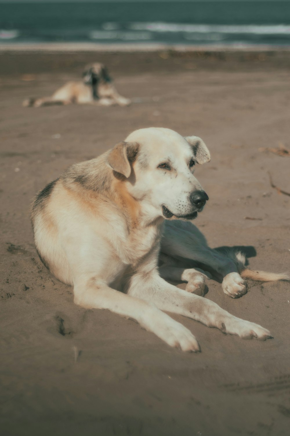 a dog is laying on the beach with a toy