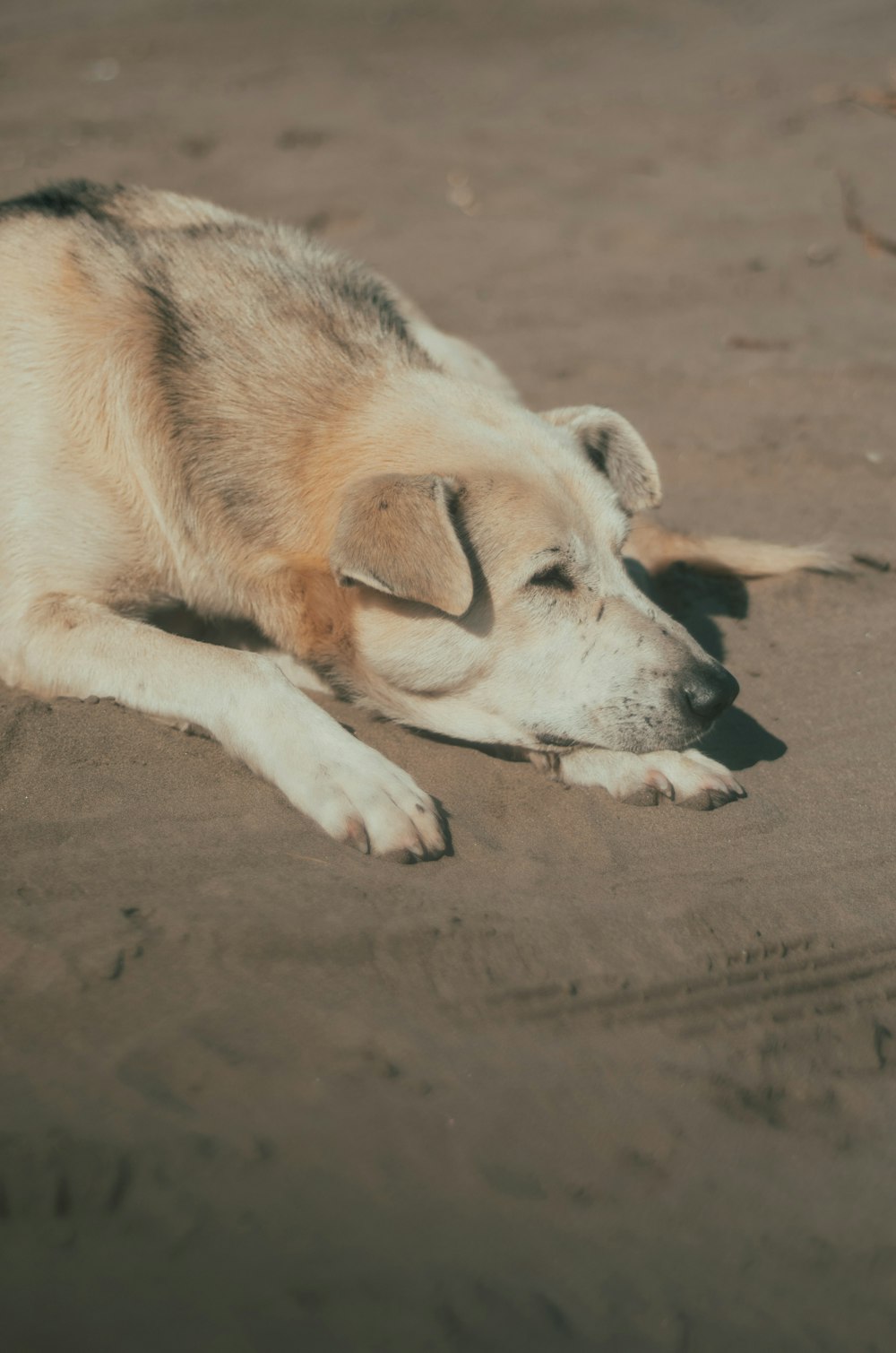 a dog laying on a sandy beach next to the ocean