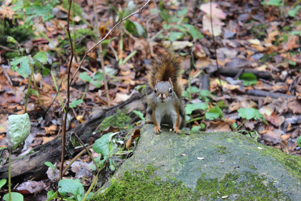 a squirrel standing on top of a moss covered rock