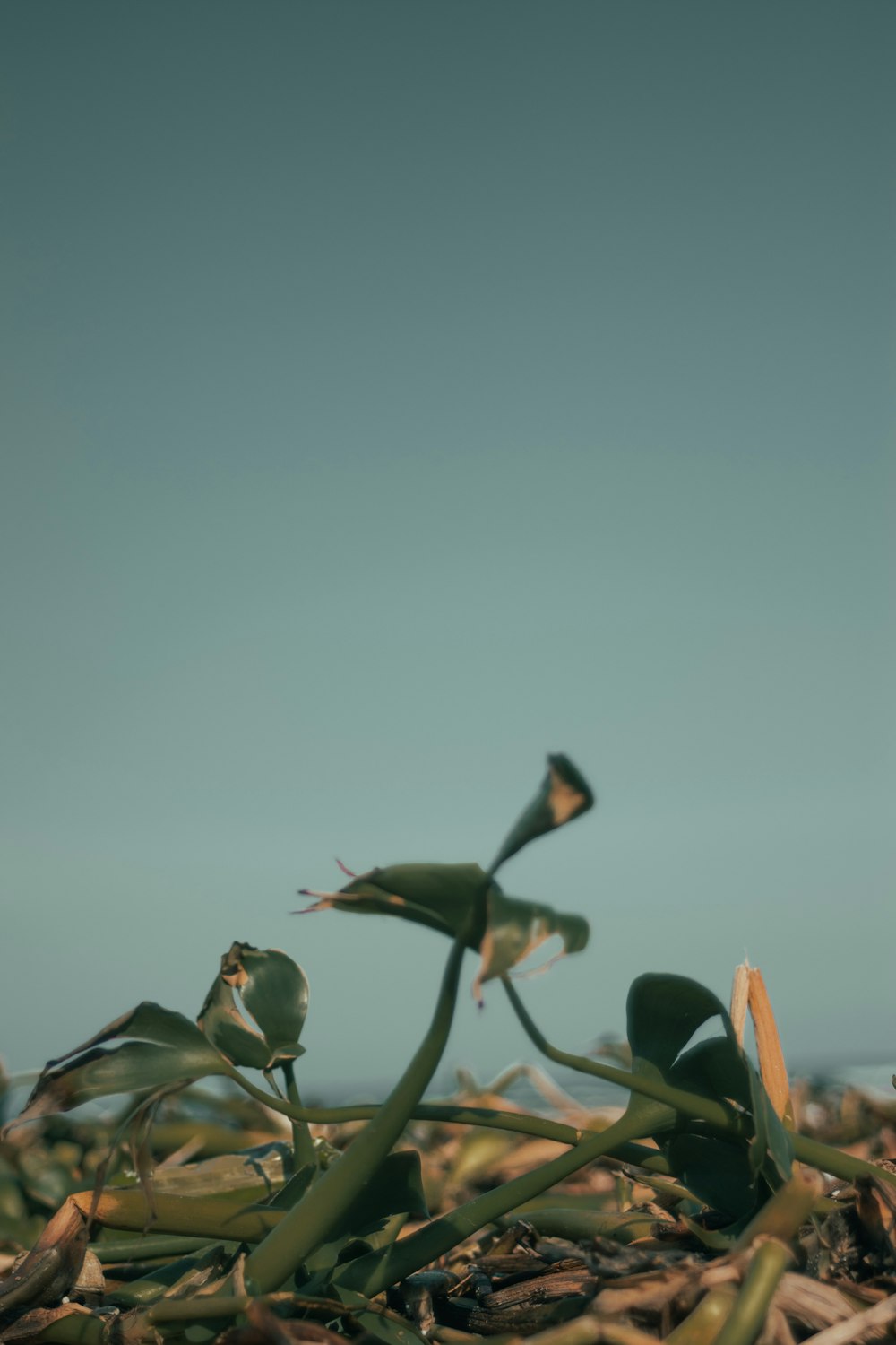 a plant that is growing out of the ground