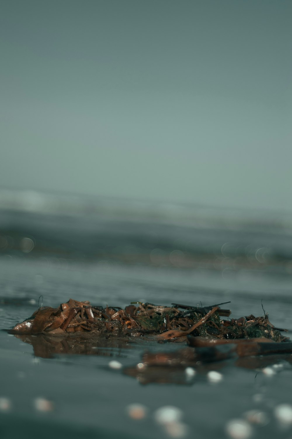 a close up of a leaf floating in the water