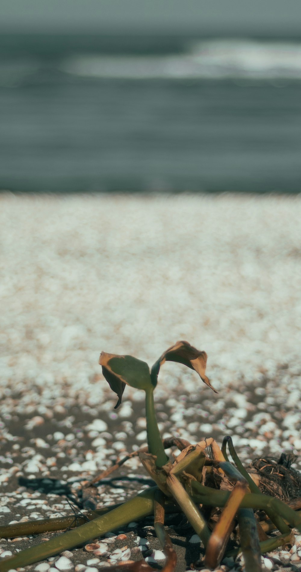 a small plant sprouts out of the ground