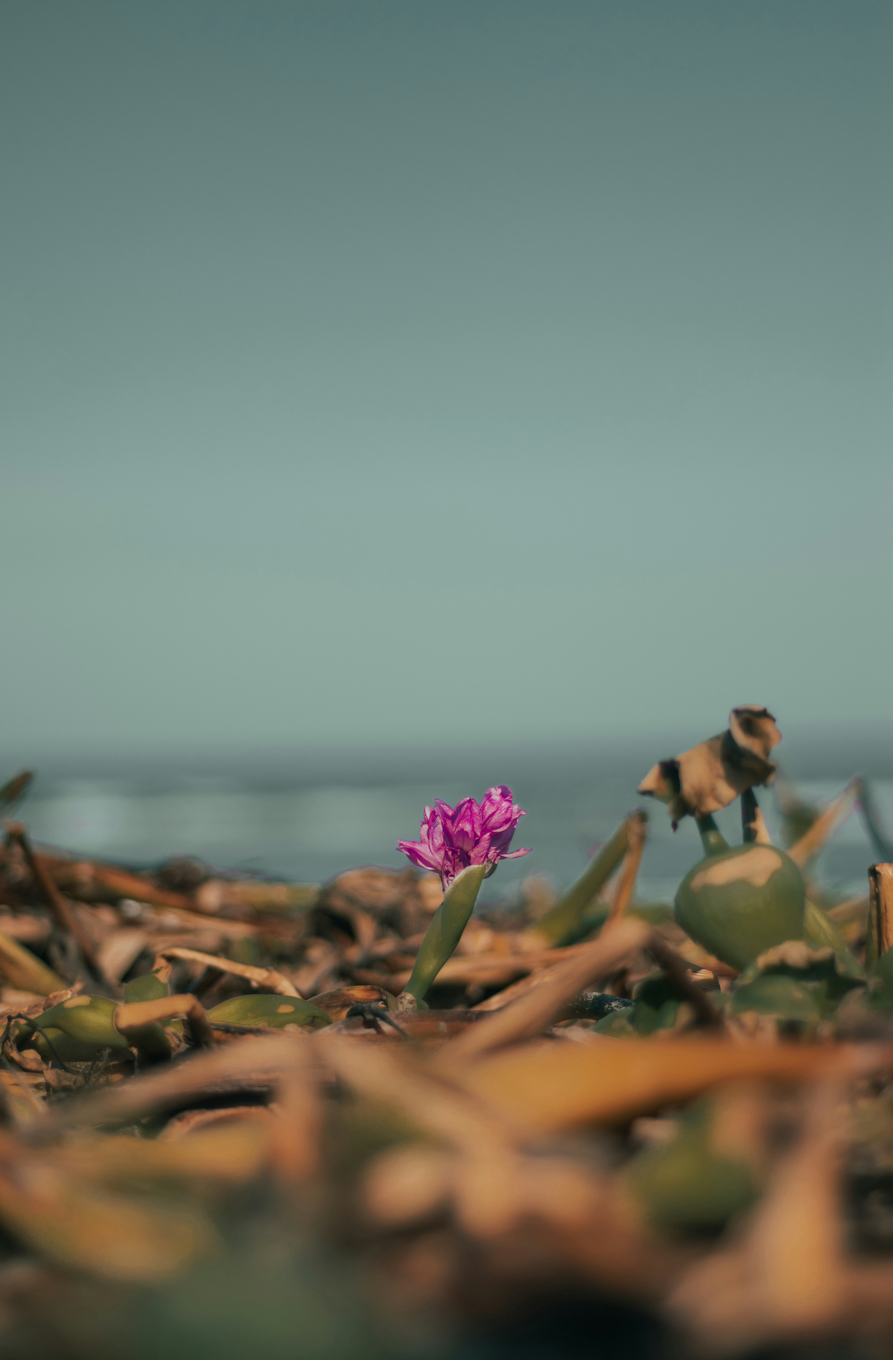 a purple flower sitting on top of a pile of leaves