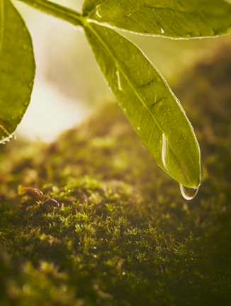 Close-up of dew-covered leaves resting gently on the forest floor.