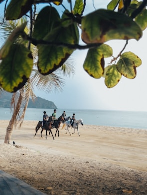 Group of guests enjoying a horseback ride along the sandy beach