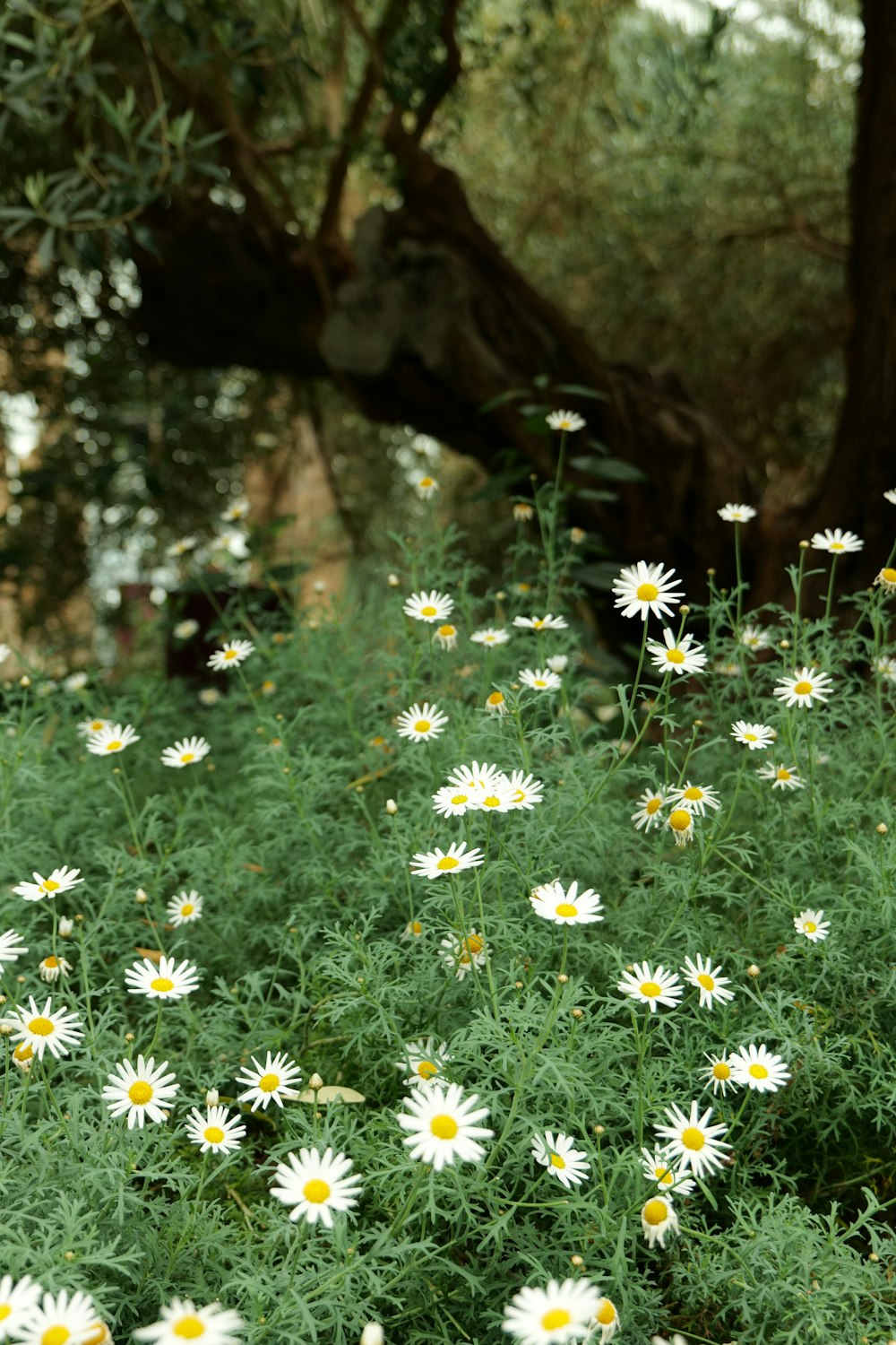 a field full of white and yellow flowers next to a tree