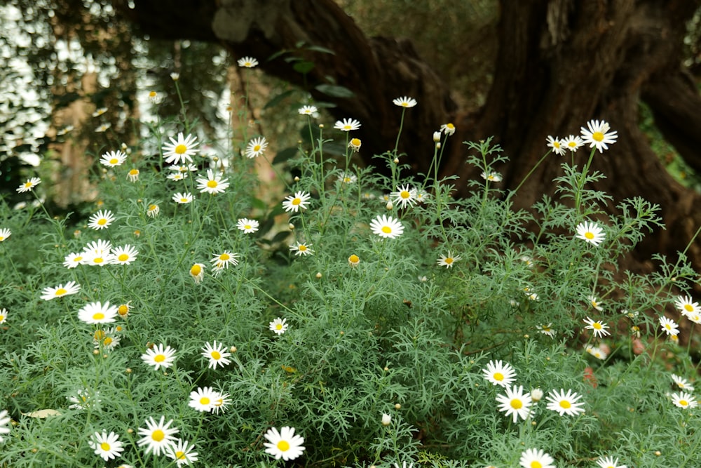 a bunch of daisies in a field near a tree