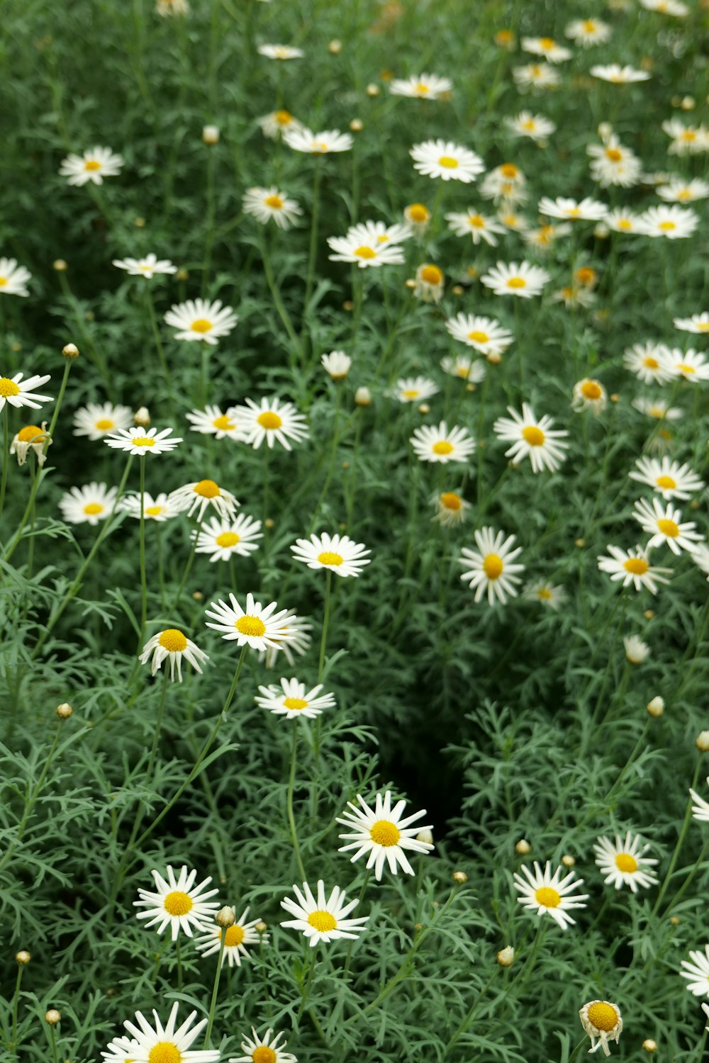 a field full of white and yellow flowers