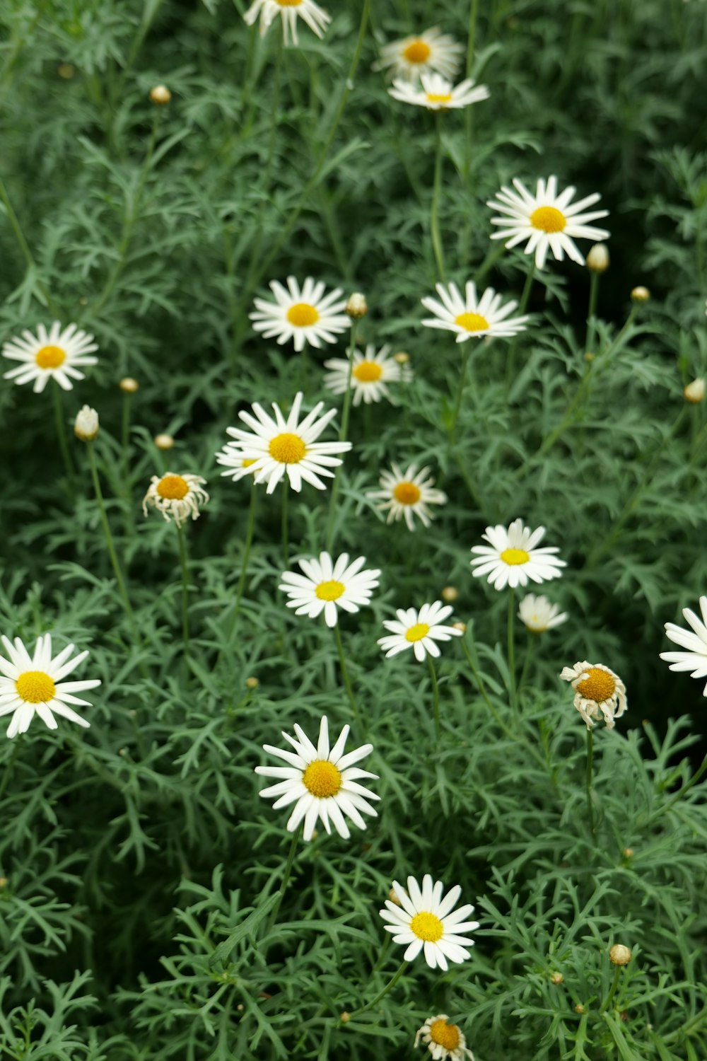 a field of white daisies with yellow centers