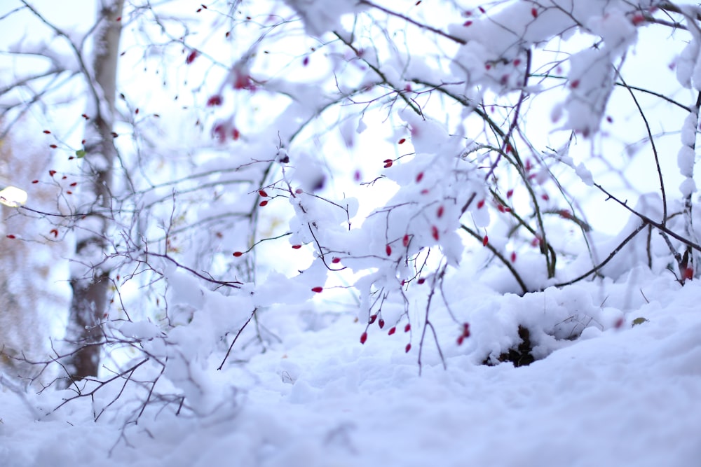 a tree covered in snow with berries on it